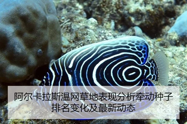 a-er-ka-la-si-wen-wang-cao-di-biao-xian-fen-xi-qian-dong-zhong-zi-pai-ming-bian-hua-ji-zui-xin-dong-tai-2-221.jpg